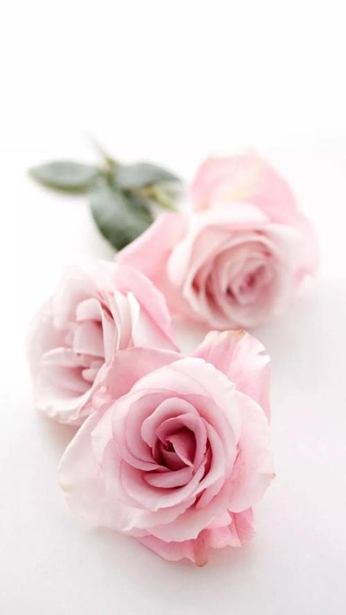 本文关键词:个性玫瑰花壁纸高清,唯美玫瑰花壁纸高清,唯美玫瑰花壁纸