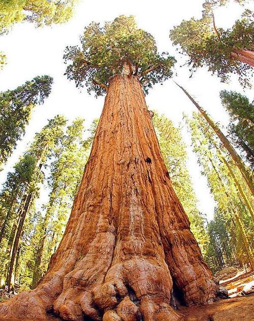 世界上最大的树有多大?它足以装下一艘邮轮