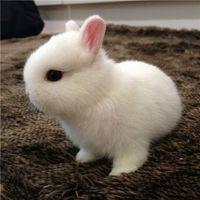 萌萌哒的小白兔头像图片【点击鼠标右键下载】