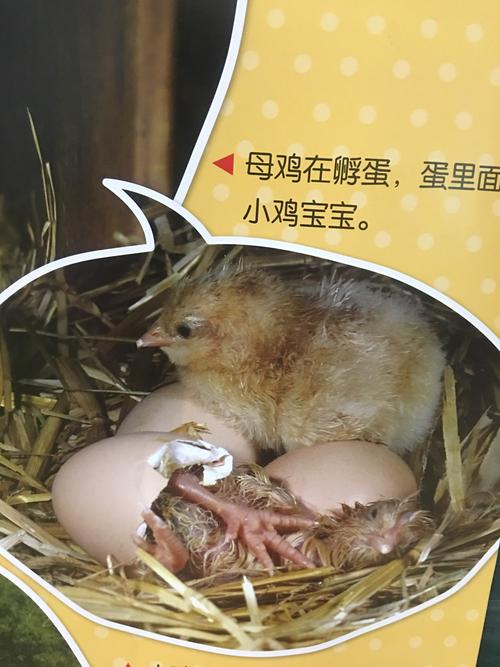 《动物妈妈生宝宝》 写美篇善熙:鸡妈妈在孵小鸡呢!