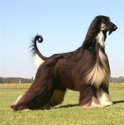 全身卷毛的狗狗是什么品种