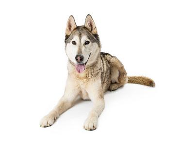 在白色背景下拍摄的西伯利亚哈士奇狗照片