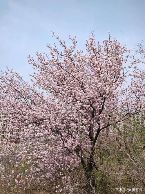 一树团团簇簇粉嫩的杏花,才是最美的春光乍现!