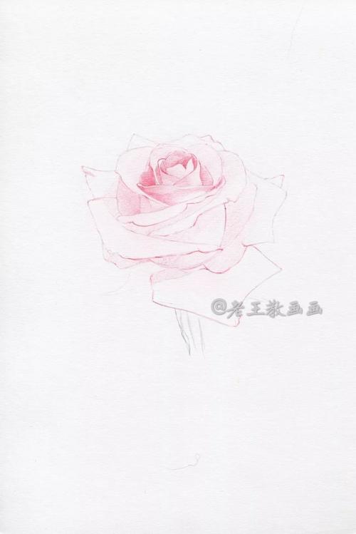 简笔画:手绘铅笔画"一枝红玫瑰"