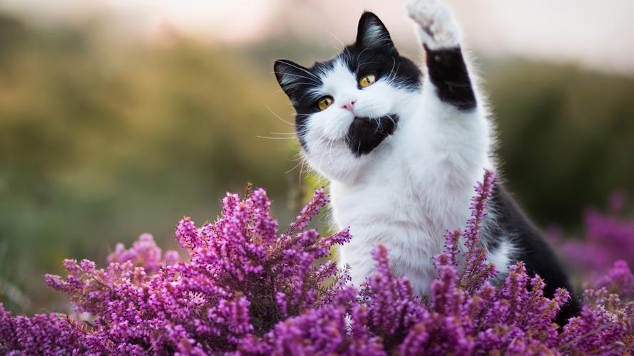 可爱的猫咪,粉红色的花朵,你好,有趣的动物 iphone 壁纸