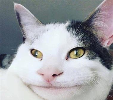 假笑猫走红网络,一个尴尬又不失礼貌的微笑,让人不服都不行!