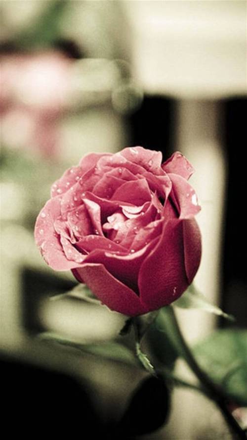 玫瑰花,浪漫壁纸,玫瑰花,玫瑰,粉色花朵,浪漫,唯美鲜花,玫瑰花,手机