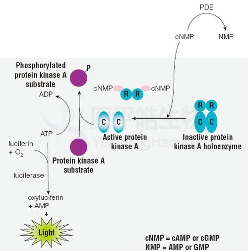 磷酸二酯酶pde发光检测