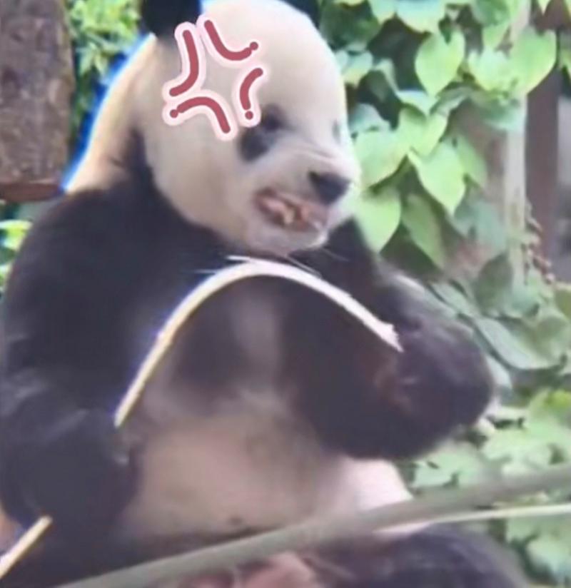 熊猫使出吃奶的劲会是啥表情,面目狰狞[吃鲸][捂脸][嘿哈] 别惹我!