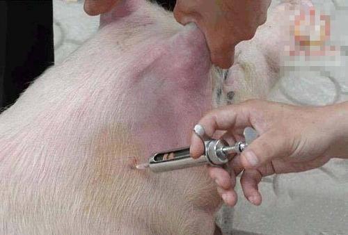 一般给猪打针最常用的方法是哪几种呢