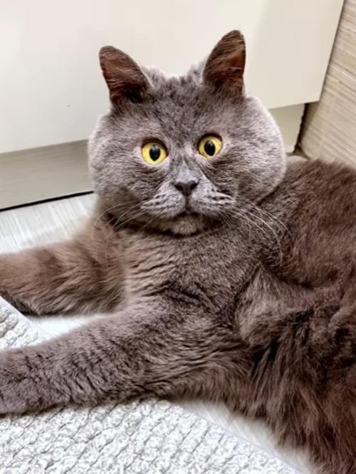 俄罗斯网红猫天生表情包脸吸了30多万粉