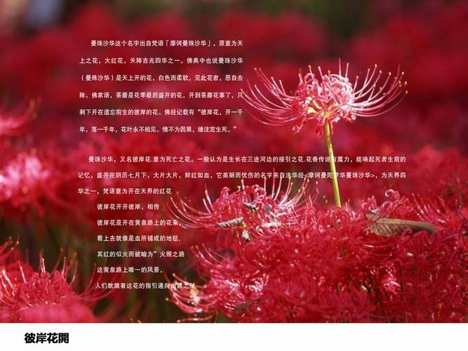 红色彼岸花的花语和寓意(红色彼岸花的花语和寓意网名大全) - 123植物