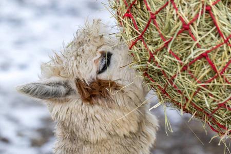 羊驼的农场一个有趣的羊驼特写吃草和咀嚼.