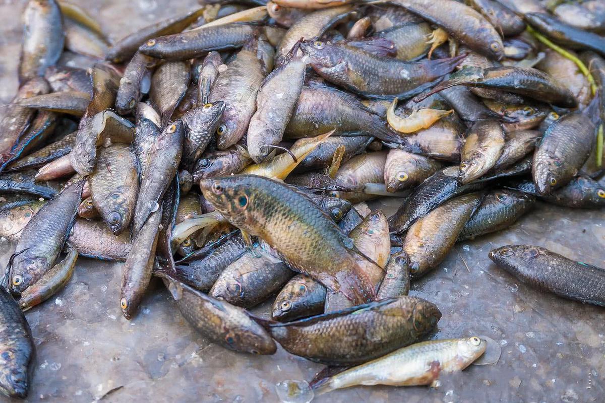 农村小河里这种鱼,养颜补肾虚大集上25元一斤,很多人却不懂吃
