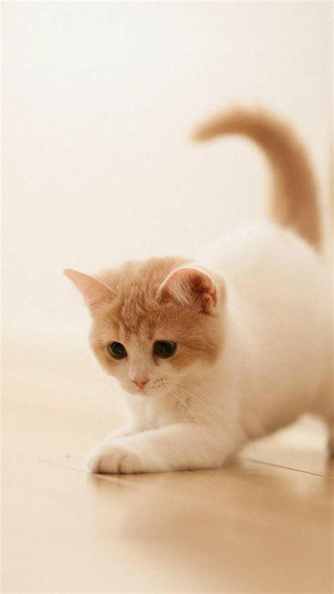 小奶猫的背影有多可爱小奶猫可爱的背影