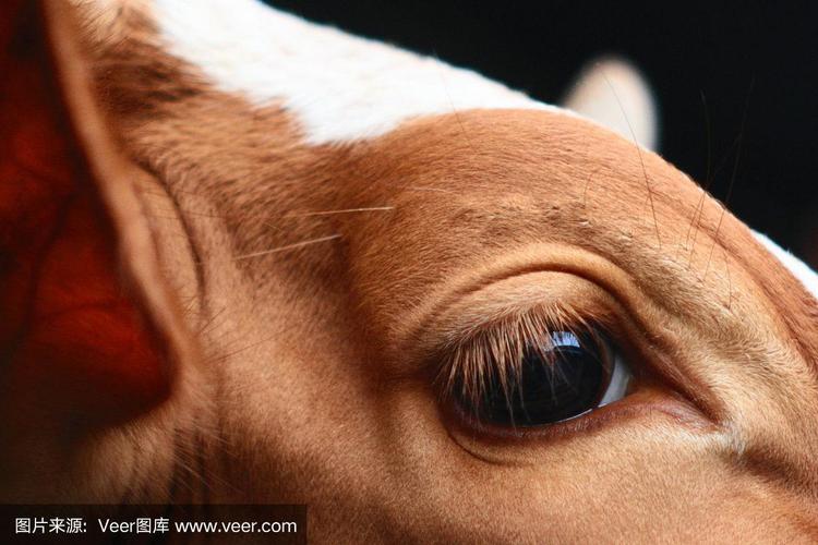 眼睛的牛