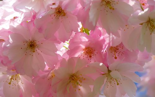 樱花季唯美绽放的樱花风景图片桌面壁纸,粉嫩满开的樱花,枝头绽放清新