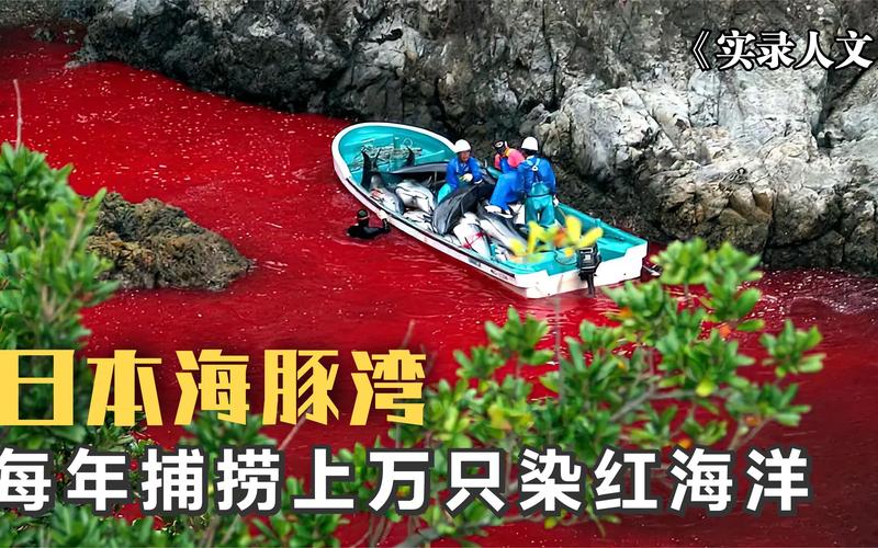 日本海豚湾,每年要诱捕上万只海豚,染红了海洋.