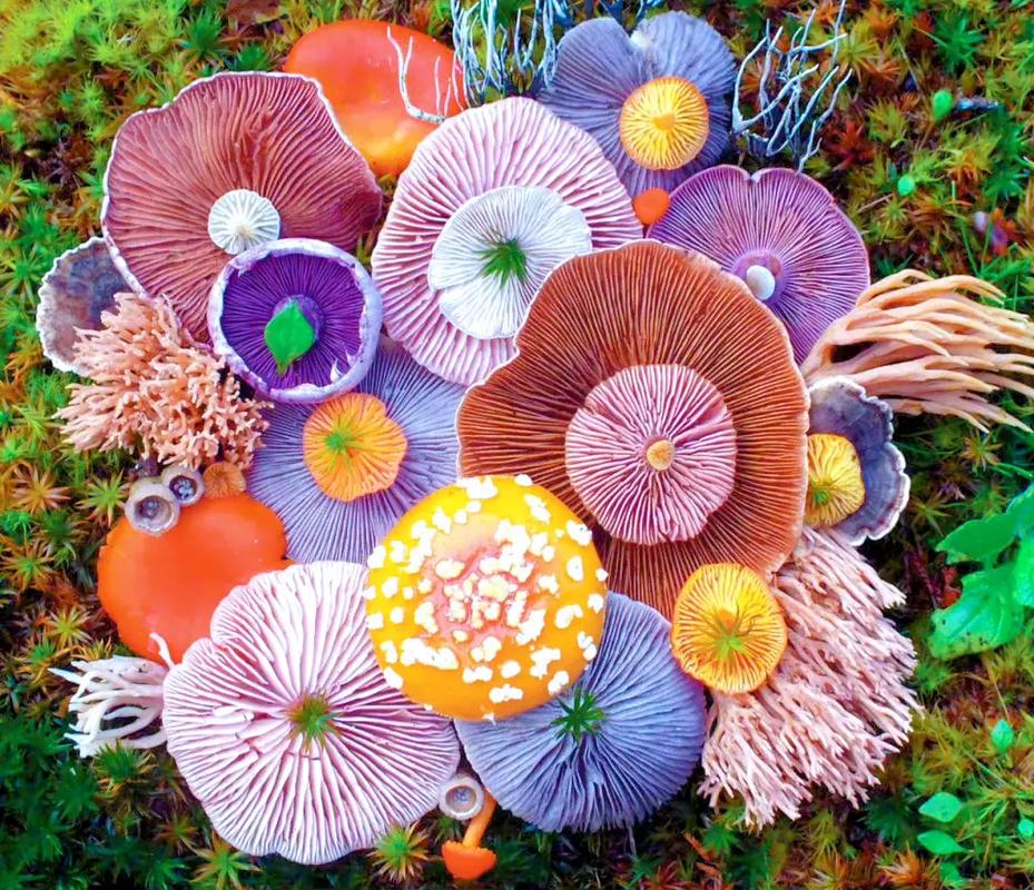 这个夏天好幸运,我遇见了它,视觉享受#治愈系壁纸 #彩色蘑菇 - 抖音