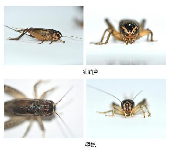 我国已知蟋蟀有185种(亚种),其中在我们生活常见的蟋蟀种类有油葫芦和