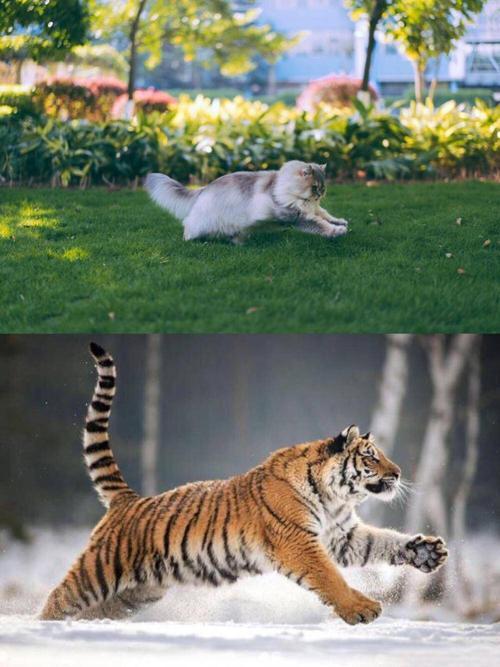 童话里猫是老虎的师傅?现实中:童话诚不欺我啊!