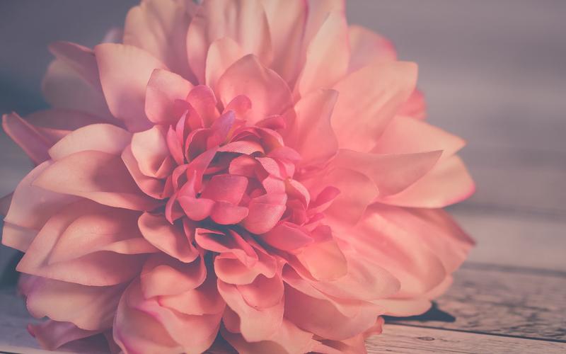 上一张 下一张 简介 粉色唯美花卉图片高清壁纸~~清新好看的粉色花卉