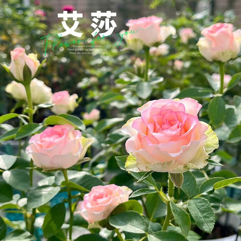 两广月季品种推荐:艾莎 切花月季里的最爱之一花型花色都长在我的审美