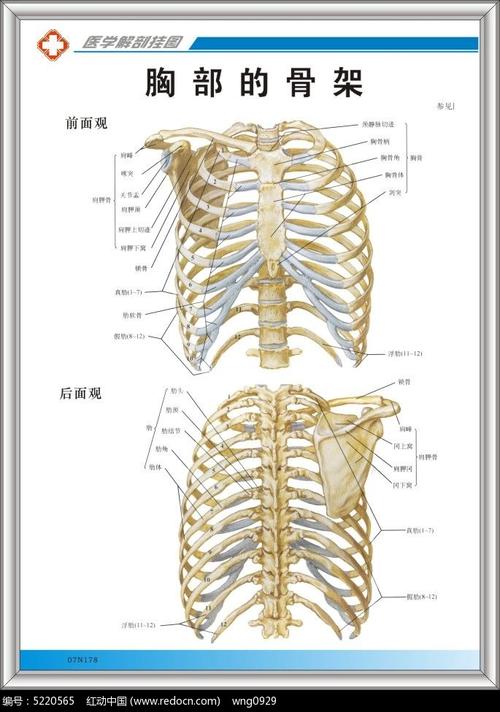 胸部骨架解剖图