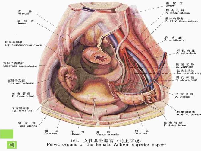 人体解剖学课件生殖系统ppt