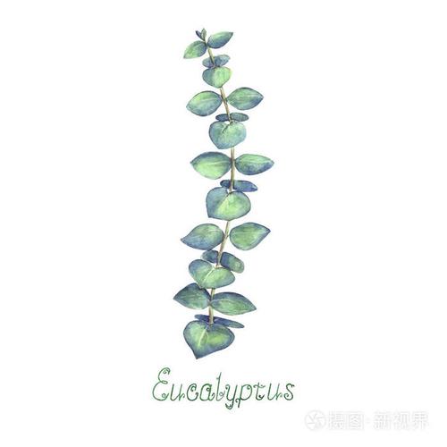 白底蓝绿色桉树叶片和分枝.水彩手绘精美植物插图.