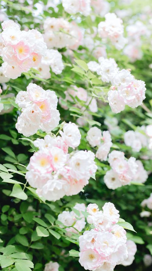 蔷薇花图片高清手机壁纸,植物,风景,植物,绿色,高清,手机壁纸,1080x