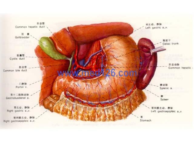 胃解剖图谱图片