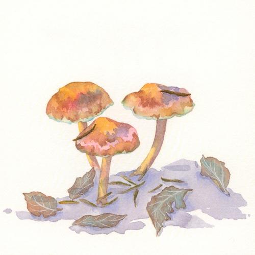 水彩蘑菇合集