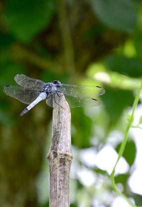 竹杆上面一只美丽的蜻蜓
