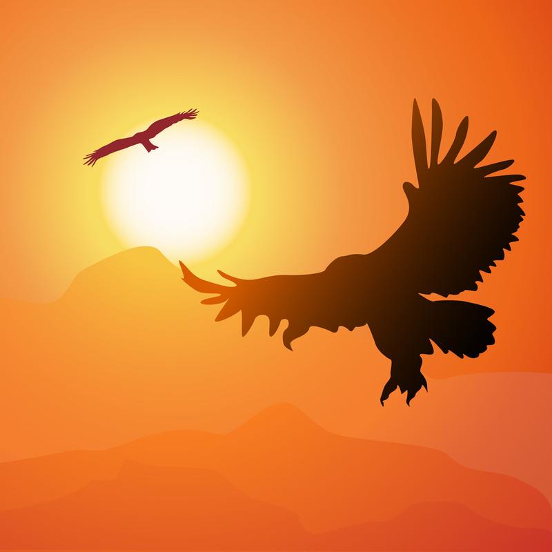 翱翔的雄鹰和日落方形卡通插图.