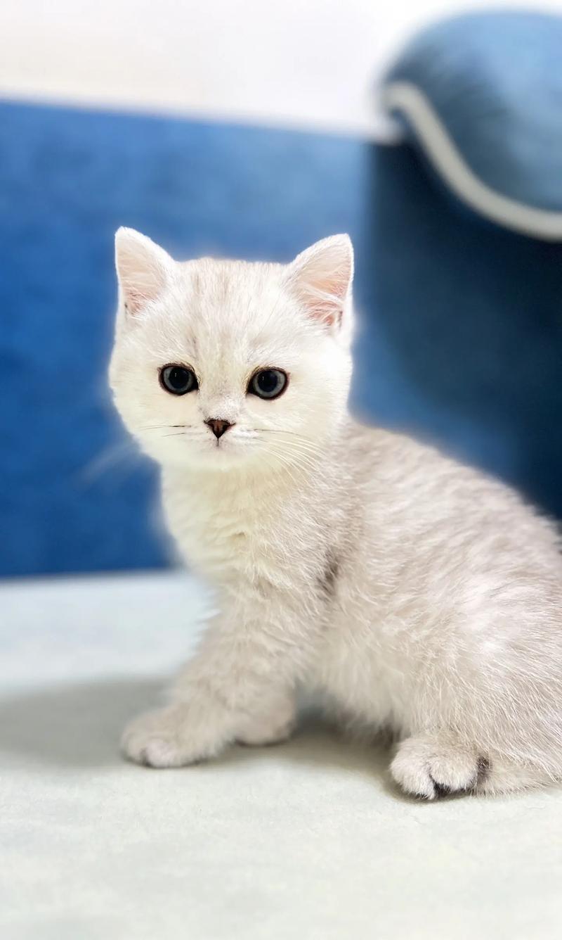 银渐层英短银渐层弟弟幼猫纯种银渐层小奶猫.