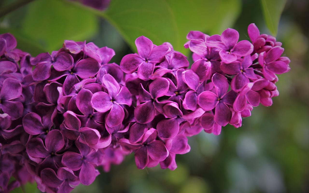 紫色丁香花唯美图片桌面壁纸