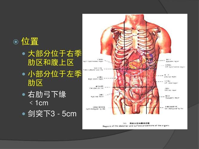 位置   大部分位于右季 肋区和腹上区   小部分位于左季 肋区   右