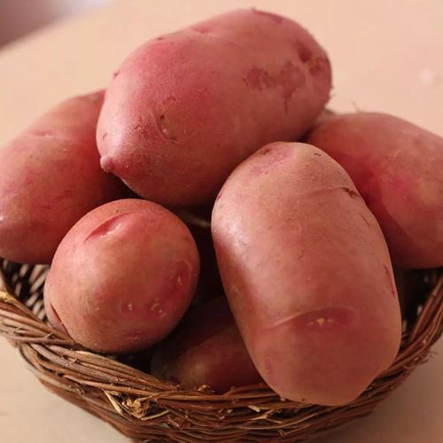红皮土豆来自黄土高原30元8斤