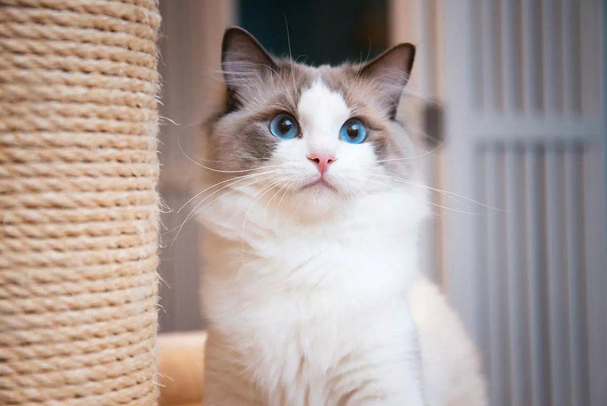 布偶猫种类大全93新手养猫建议观看94 布偶猫在猫界,是出了名的
