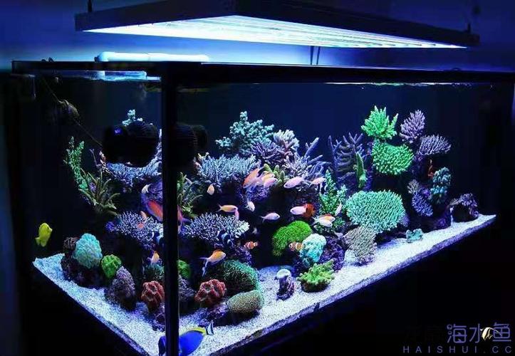 海缸新手宝典:非常适合饲养珊瑚的鱼缸-底滤鱼缸主缸及.