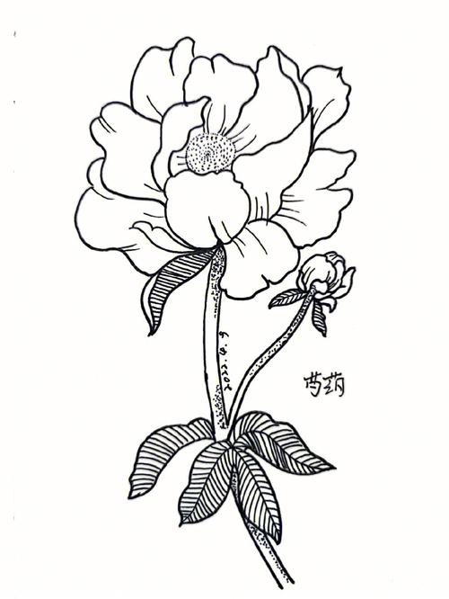 钢笔淡彩控笔训练花卉线稿图芍药