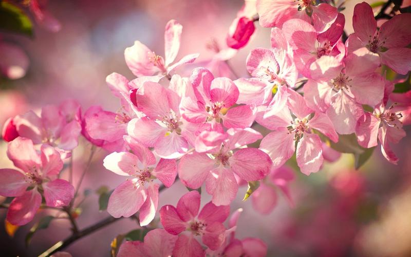 樱花盛开的花朵,粉红色的花瓣,春天,背景虚化 1920x1200 hd 高清壁纸