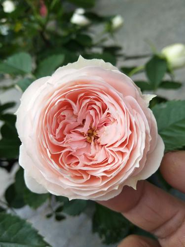 绒球门廊,德国切花月季,奶油色浅粉色芯,花径5㎝,花瓣50,非常勤花
