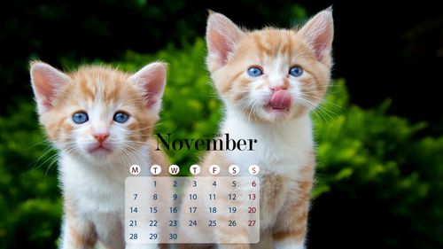 2016年11月日历可爱动物锁屏壁纸_超萌超可爱的动物