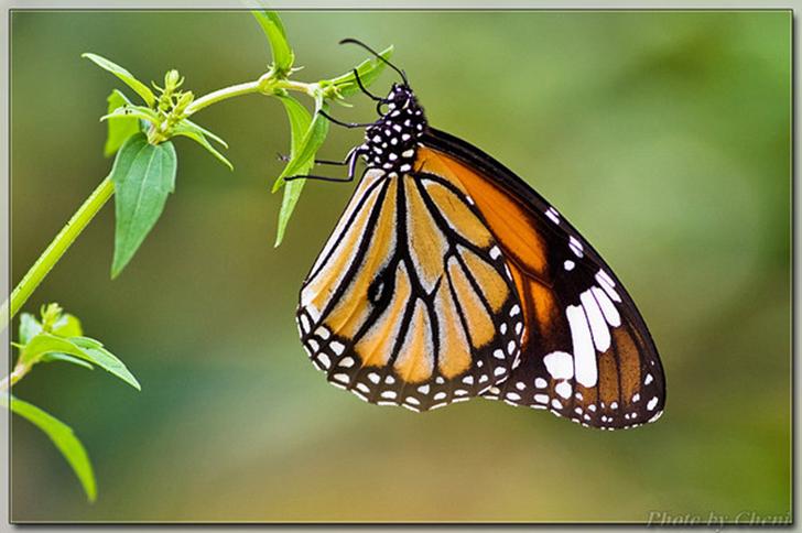 蝴蝶的生活环境常见蝴蝶分类