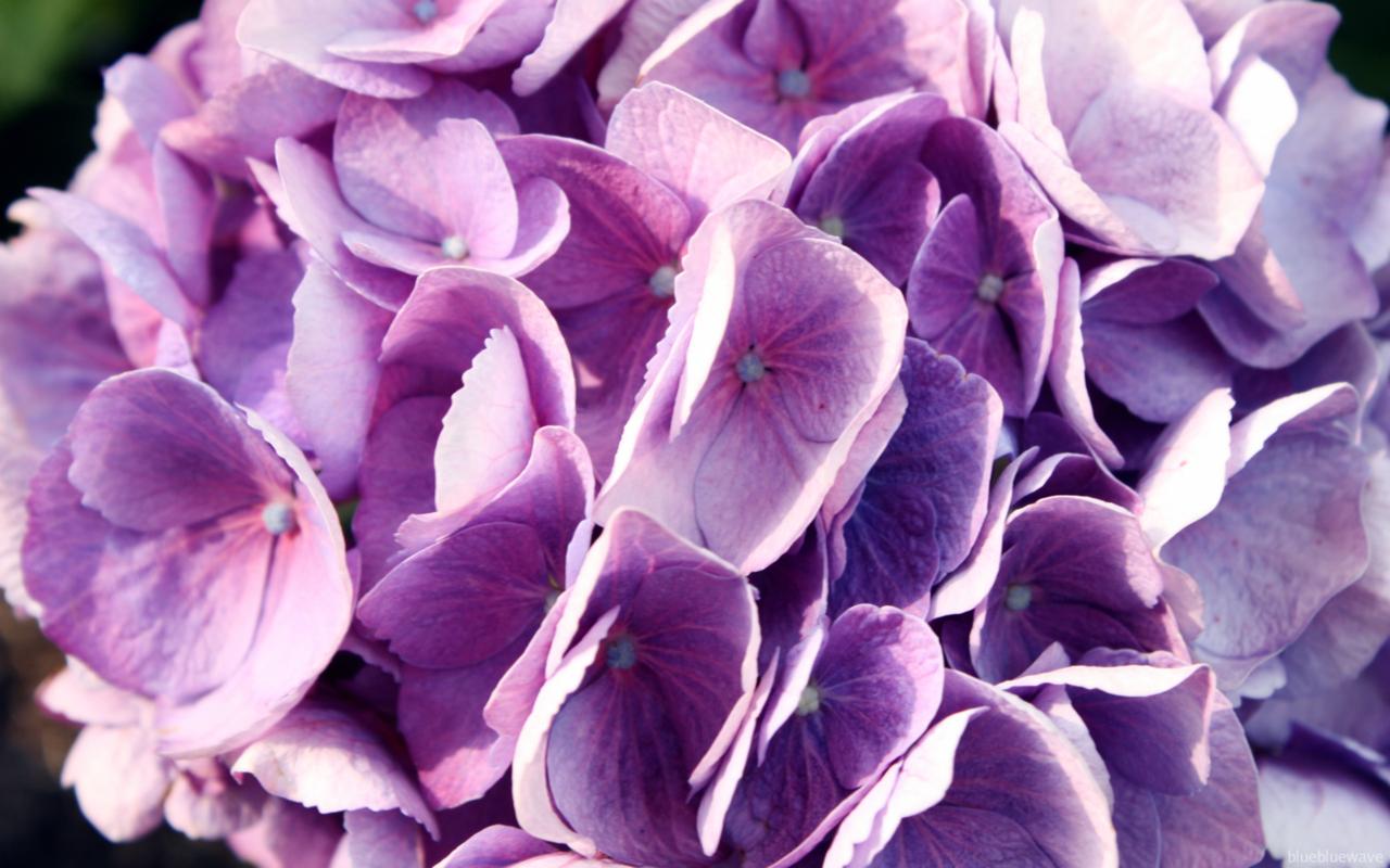 唯美紫色系花卉高清电脑桌面主题壁纸图片-植物壁纸-壁纸下载-美桌网