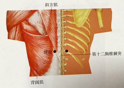 在背部,当第11胸椎棘突下,旁开1.5寸