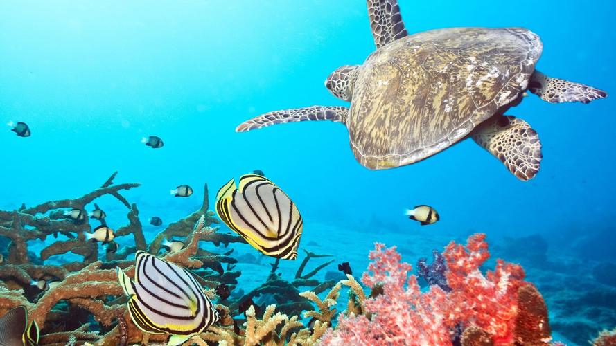 自然动物龟鱼风景海珊瑚turtlefishseacoral壁纸图片
