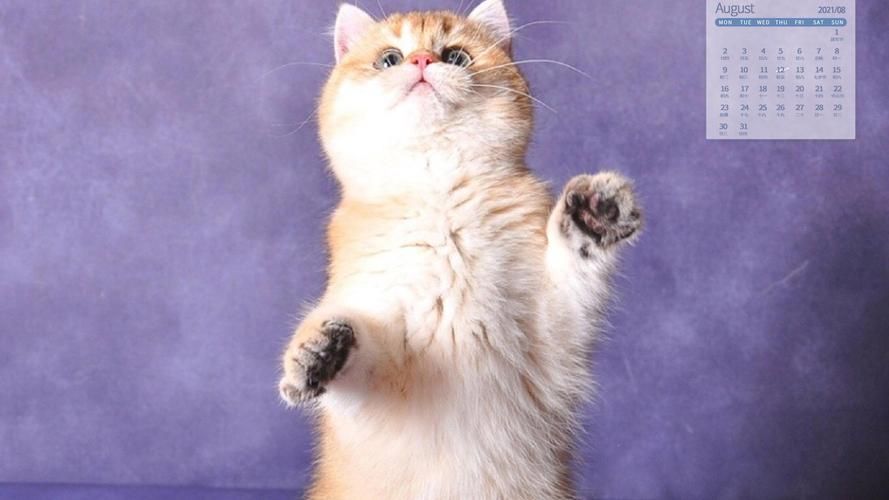 电脑壁纸 节日 月历壁纸 2021年8月超级呆萌可爱的小猫咪日历写真